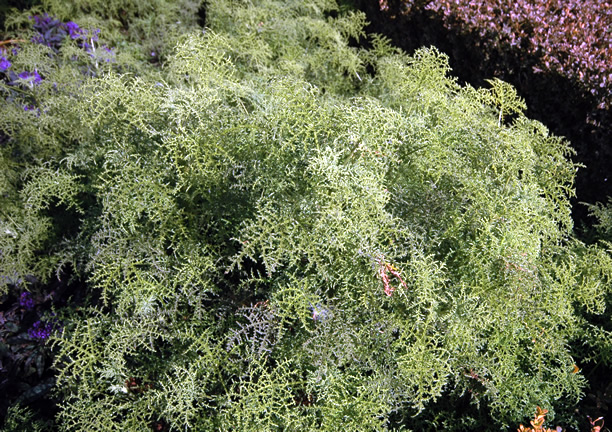 Pelargonium-denticulatum-filicifolia  rbg .JPG